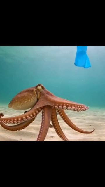 животные экология дикаяприрода защитадикойживотнойприроды экологичекийпроект природа