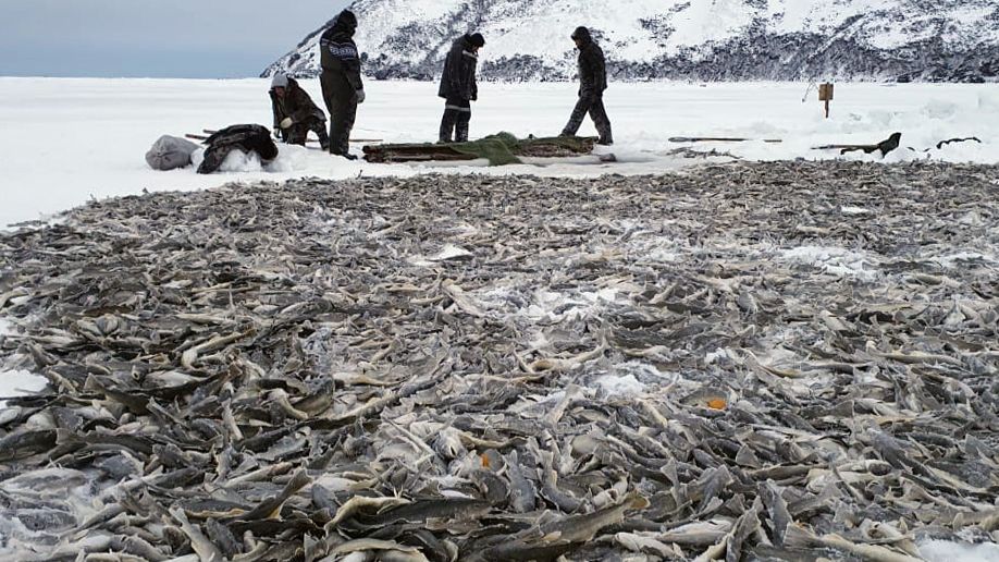 Зимняя рыбалка по‑новому: результат вас шокирует! смотреть онлайн