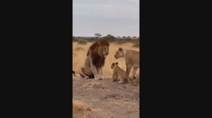 «Королевы всегда правы»: Царь зверей попытался воспитать львенка, но был наказан