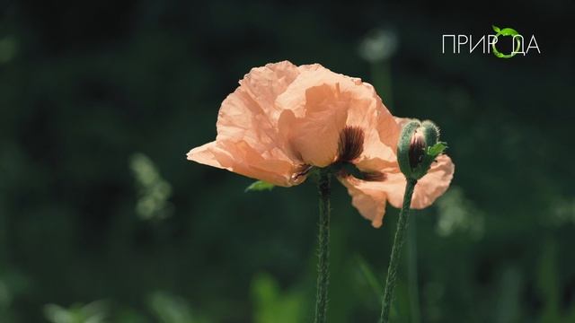 Природа. Мак_17 смотреть онлайн