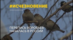 Воробьев становится меньше: в России стартовала перепись птиц