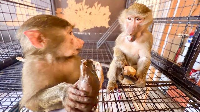 Анфисе идет на пользу нахождение в стае, она уже НЕ КИДАЕТСЯ НА ЕДУ, А ЖДЕТ СВОЕЙ ОЧЕРЕДИ! смотреть онлайн