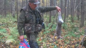 Досадно, начало охоты и сеголеток, 23.09.2025г.