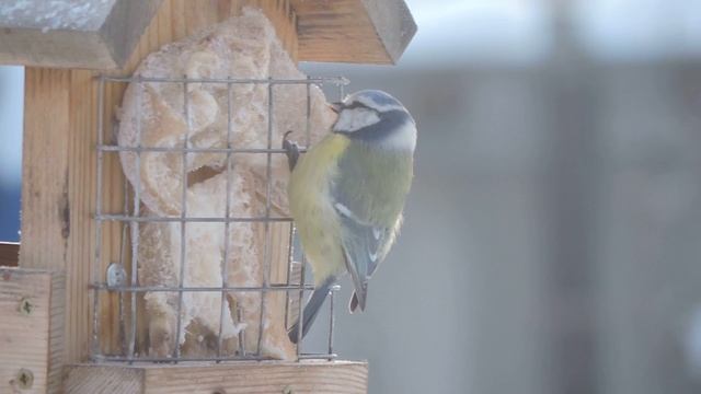 Обыкновенная Лазоревка Синица