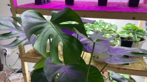 Что важно для РЕЗНЫХ ЛИСТЬЕВ МОНСТЕРЫ? Пересадка в другой горшок