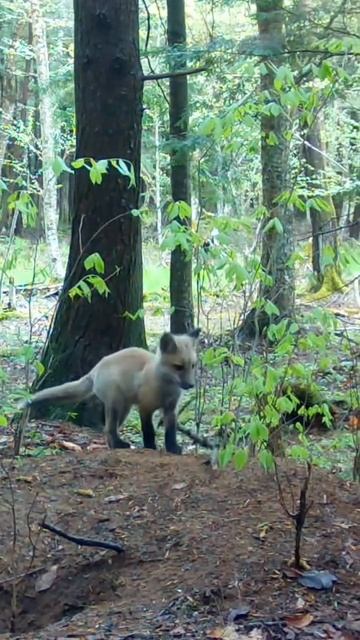 Эти забавные животные смотреть онлайн