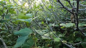 Дорога от избы Бурная до Северо-Курильска