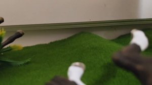 Трейлер фильма"Легенда скатчек"