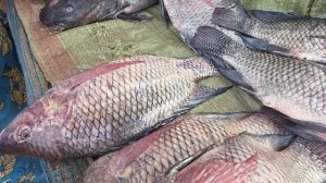 Первое знакомство с Марабу в Уганде на озере Виктория и местный рынок