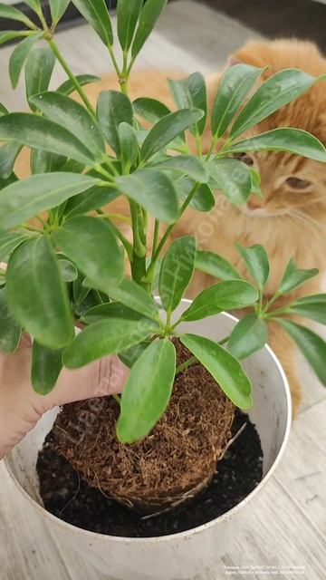 Как легко пересадить Шефлеру?