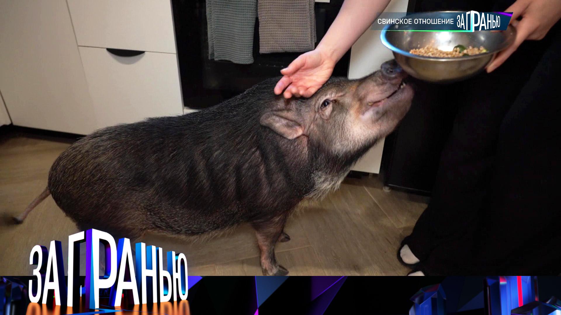 «За гранью»: «Свинское отношение» | Выпуск от 9 февраля 2026 года смотреть онлайн