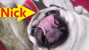 Ник - такой чистюля