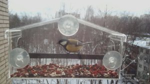 Птицы в окне