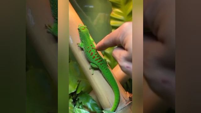 YouCut_20260209_063552844.mp4 смотреть онлайн