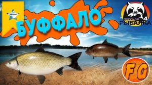 ТРОФЕЙ БУФФАЛО БОЛЬШЕРОТЫЙ. р. Ахтуба. Черный Буффало. Русская рыбалка 4. рр4. Russian Fishing 4.