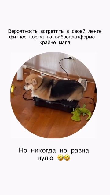 Собака вибрака