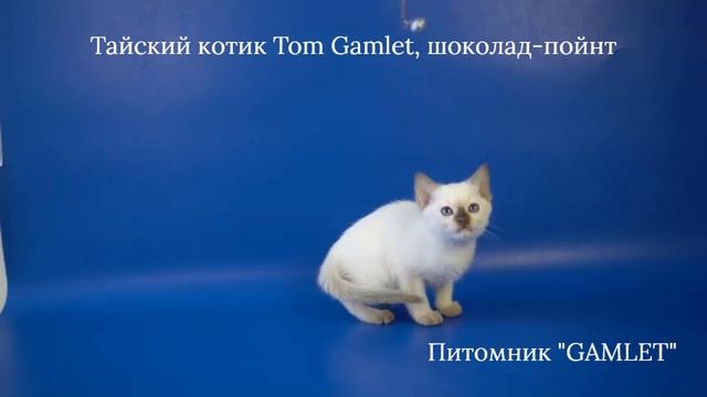 Тайский котик Tom Gamlet, шоколад-пойнт, 1 месяц 25 дней смотреть онлайн