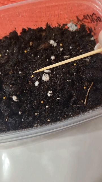 КАК ПОСЕЯТЬ ПЕТУНИЮ!ВСХОДЫ 💯%