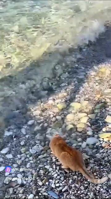 cats fishing 🎣 🐱 смотреть онлайн