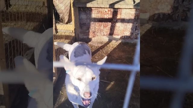 9.02.2026 Спасибо вам за помощь в приютеза добрые ваши Сердца!