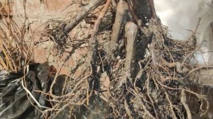 50% СКИДКА НА САЖЕНЦЫ!!!🍇🍇🍇 Telegram, WhatsApp, Vlber и MAX +79528500417. ТЕЛ. +79054033245.