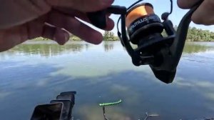 Стратегия ловить карася была победной, рыбалка на донку