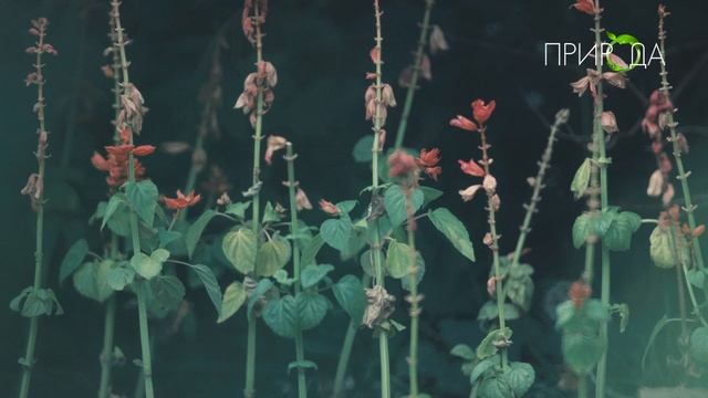 Природа. Шалфей смотреть онлайн