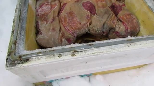 февраль, зимовка пчел с закрытыми летками завершается, делаю верхнюю вентиляцию у пчел , 9.02.2026 смотреть онлайн