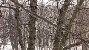 СМОТРИМ КАК КУШАЮТ САЛО СИНИЧКИ ОПЯТЬ СМЕЛЫЙ ОДИНОКИЙ СНЕГИРЬ ВОЗДУХ ХОЛОДНЫЙ НО НАДО ДЫШАТЬ