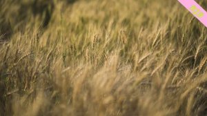 DJ.D - Матушка-земля (DnBMix)