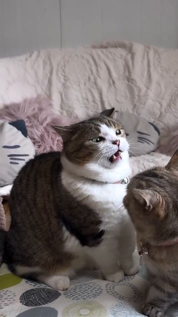 Эти забавные животные смотреть онлайн