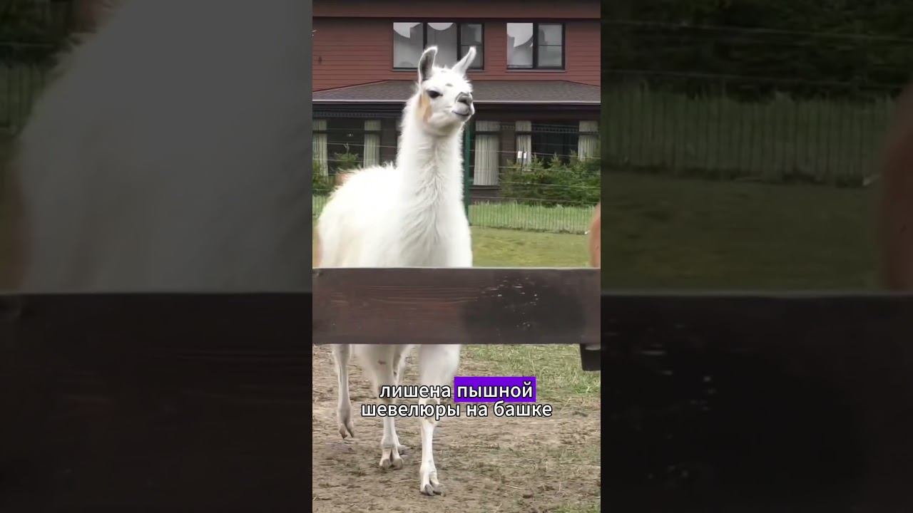 Как отличить ламу от альпаки?