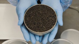 Главным покупателем российской черной икры в 2025 году стал Казахстан