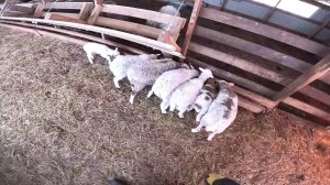 Бобра нет ! Корм привез ! ХУТОР В ЛЕСУ №962