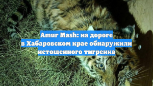 Amur Mash: на дороге в Хабаровском крае обнаружили истощенного тигренка