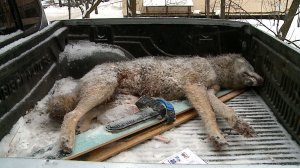 (Рыбинск-40) ВОЛК УНИЧТОЖЕН