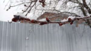 После дождя снова покров 🥶🥶🥶Гуляю хрущу снегом! Дела стоят!
