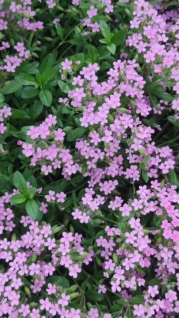 Живое мыло в вашем саду.🧐 смотреть онлайн