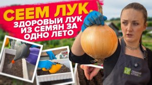 СЕЕМ ЛУК ИЗ СЕМЯН. Луковица за один год (за лето)