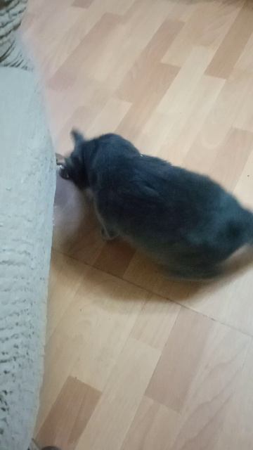 VID_20260209_202613 смотреть онлайн