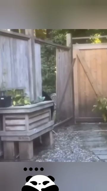 Вышел с ноги #забор #приколы #мыши #дача #дом