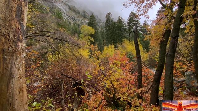 Полстраны за спиной