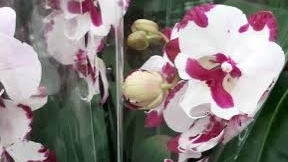09.02.2026г. Обзор орхидей в с/ц Планета лета. смотреть онлайн