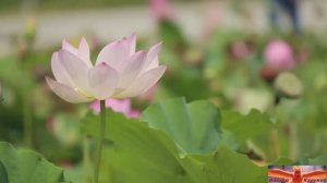 Полстраны за спиной