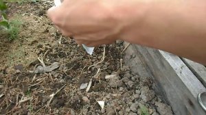 САМЫЙ ЭФФЕКТИВНЫЙ И ПРОСТОЙ СПОСОБ БОРЬБЫ С МУРАВЬЯМИ!!!