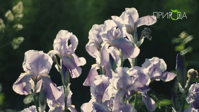 Природа. Ирис_15 смотреть онлайн