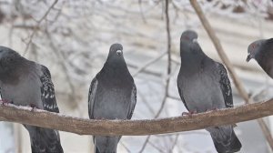 Понты-понты