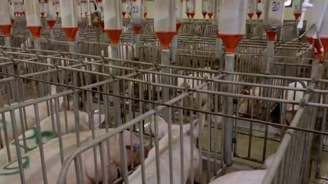 Сахалин - животноводство смотреть онлайн