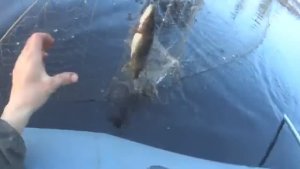 ТАЙГА! Переставили в речку! Полезли подковы от лошадей!