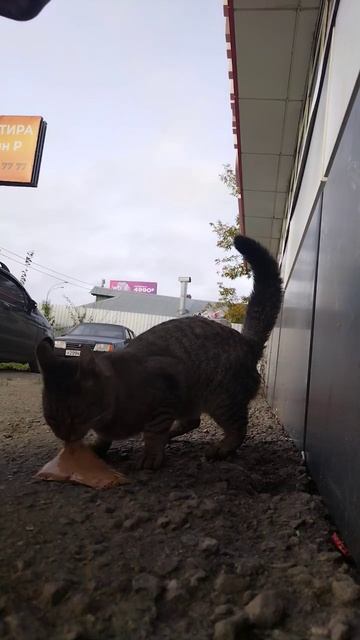 1000111054.mp4 смотреть онлайн